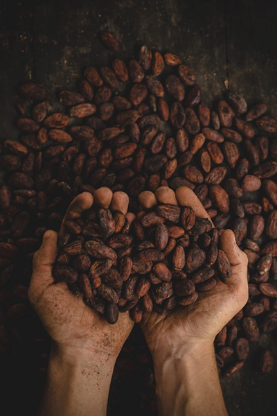 learn how chocolate is made